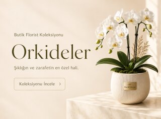 Orkide