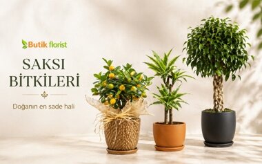 Saksı Bitkileri