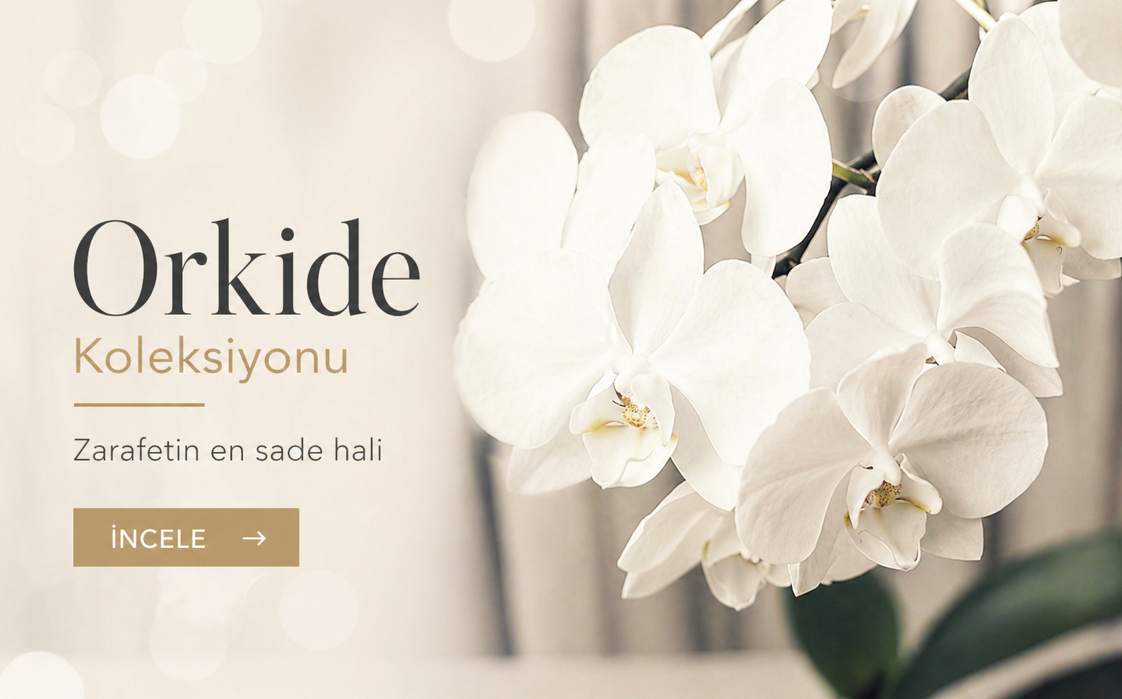Orkide