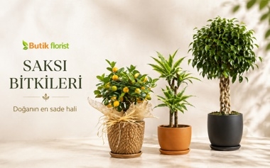 Saksı Bitkileri