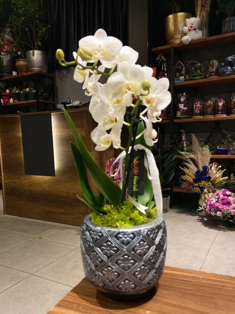 Midi 2li beyaz orkide