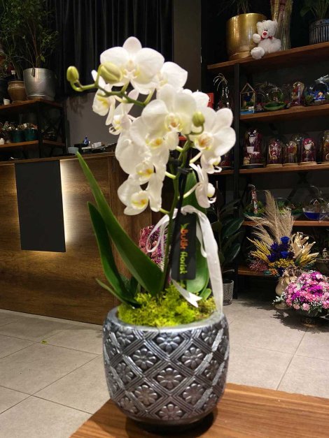 Midi 2li beyaz orkide