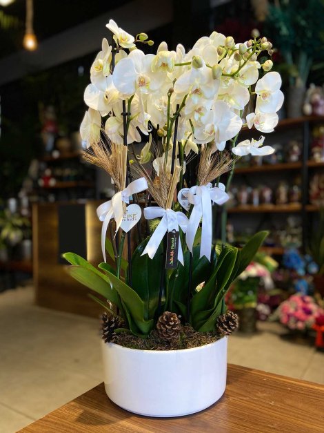 10 Dal Beyaz Orkide