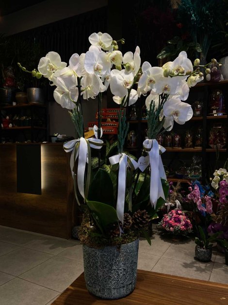 6 Dallı beyaz orkide