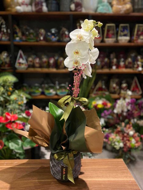 Tek dallı beyaz orkide