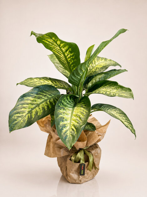 Buyuk boy diefenbachia