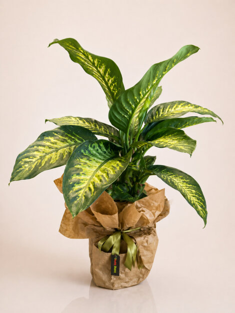Buyuk boy diefenbachia