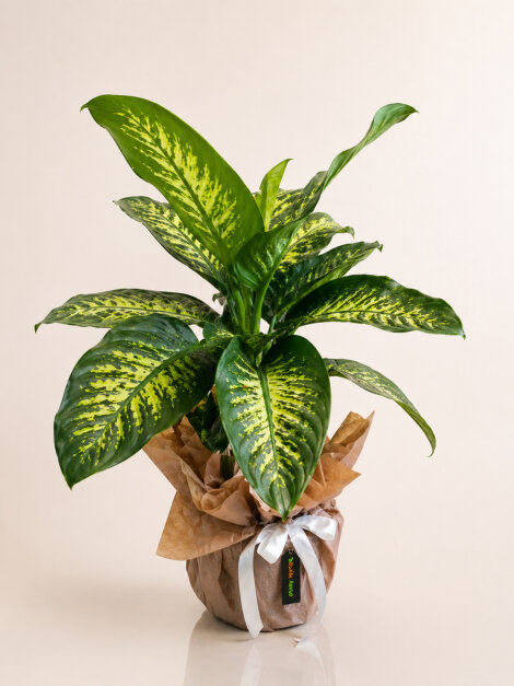 Dieffenbachia