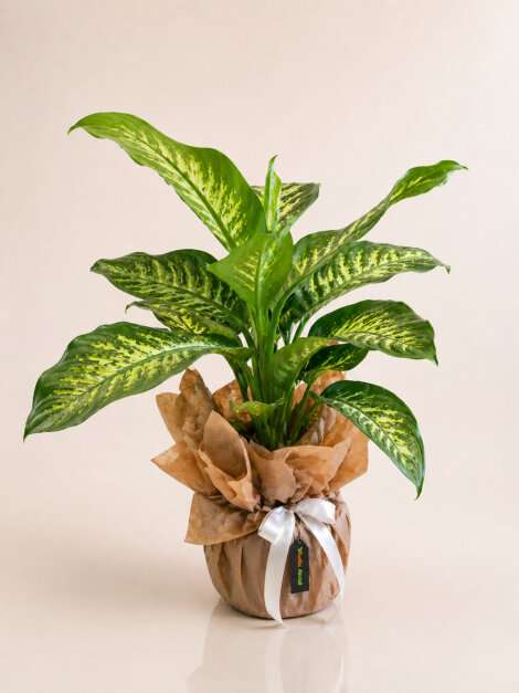 Dieffenbachia
