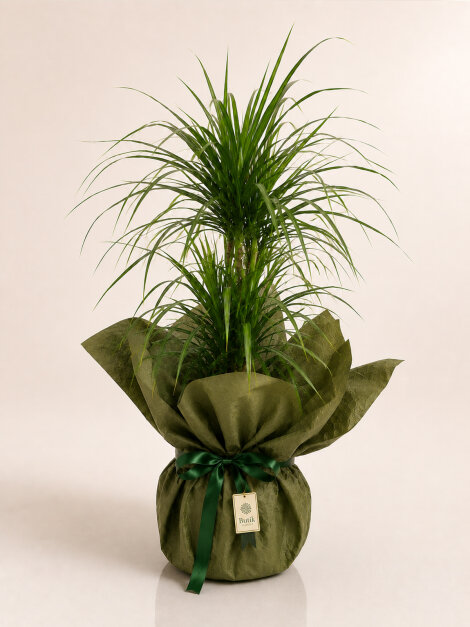 Drisine Marginata 2 'li
