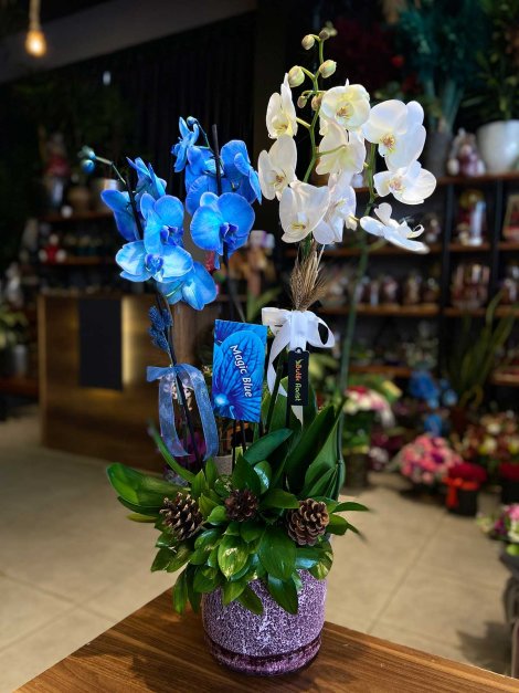 Mavi Beyaz Orkide