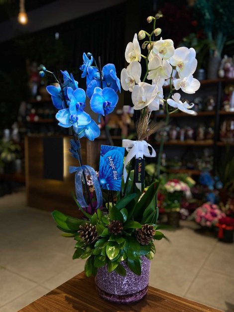 Mavi Beyaz Orkide