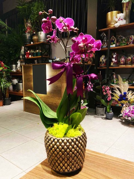 Mor midi orkide 2li