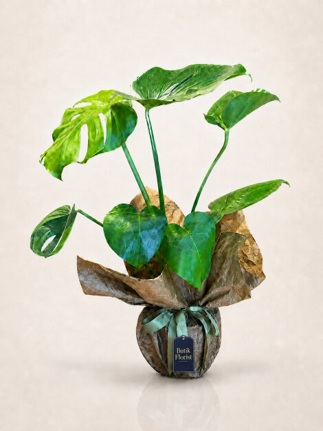 Monstera - Deve Tabanı Bitkisi
