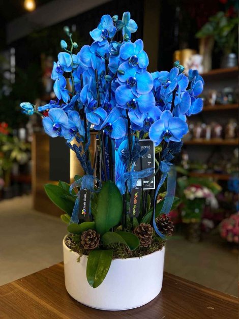 10 Dallı Mavi Orkide