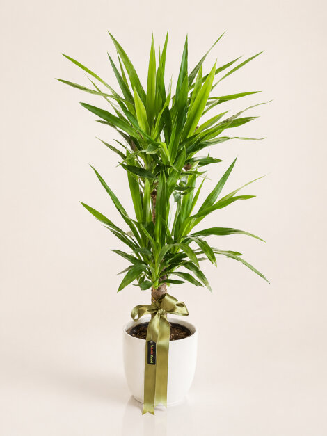 Seramikli 2li Yucca