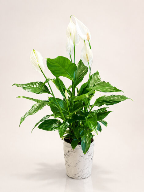 Seramikte Spathiphyllum