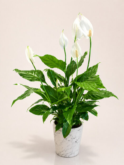 Seramikte Spathiphyllum