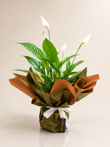 Spathiphyllum
