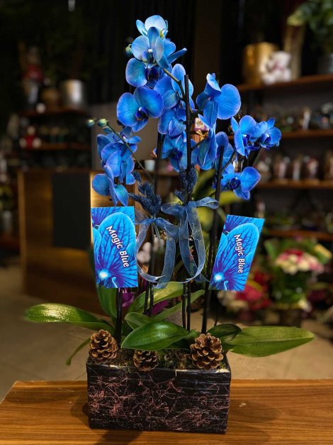 Dörtlü Mavi Orkide