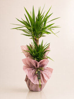 2 Köklü Yucca