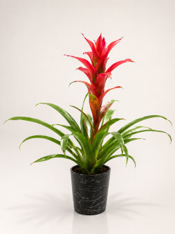 Guzmania