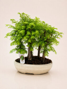 Metasekoya Bonsai Agaci