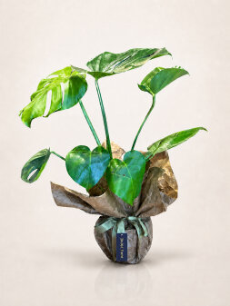 Monstera - Deve Tabanı Bitkisi